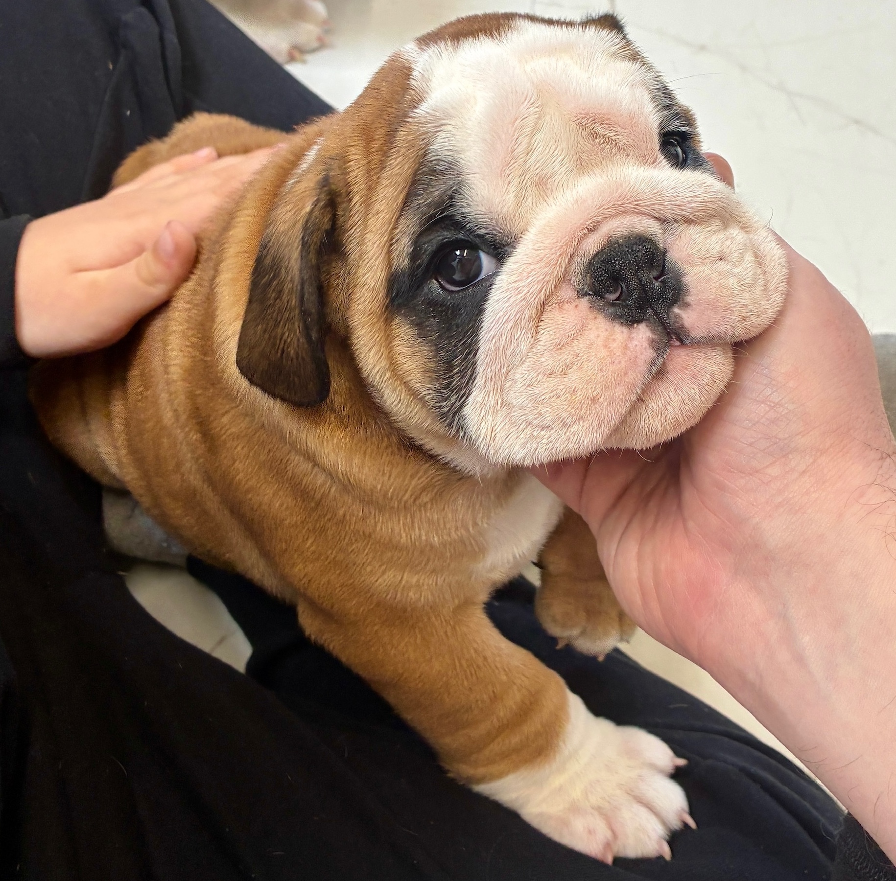 Charlie, English Bulldog puppy at a private puppy yoga session