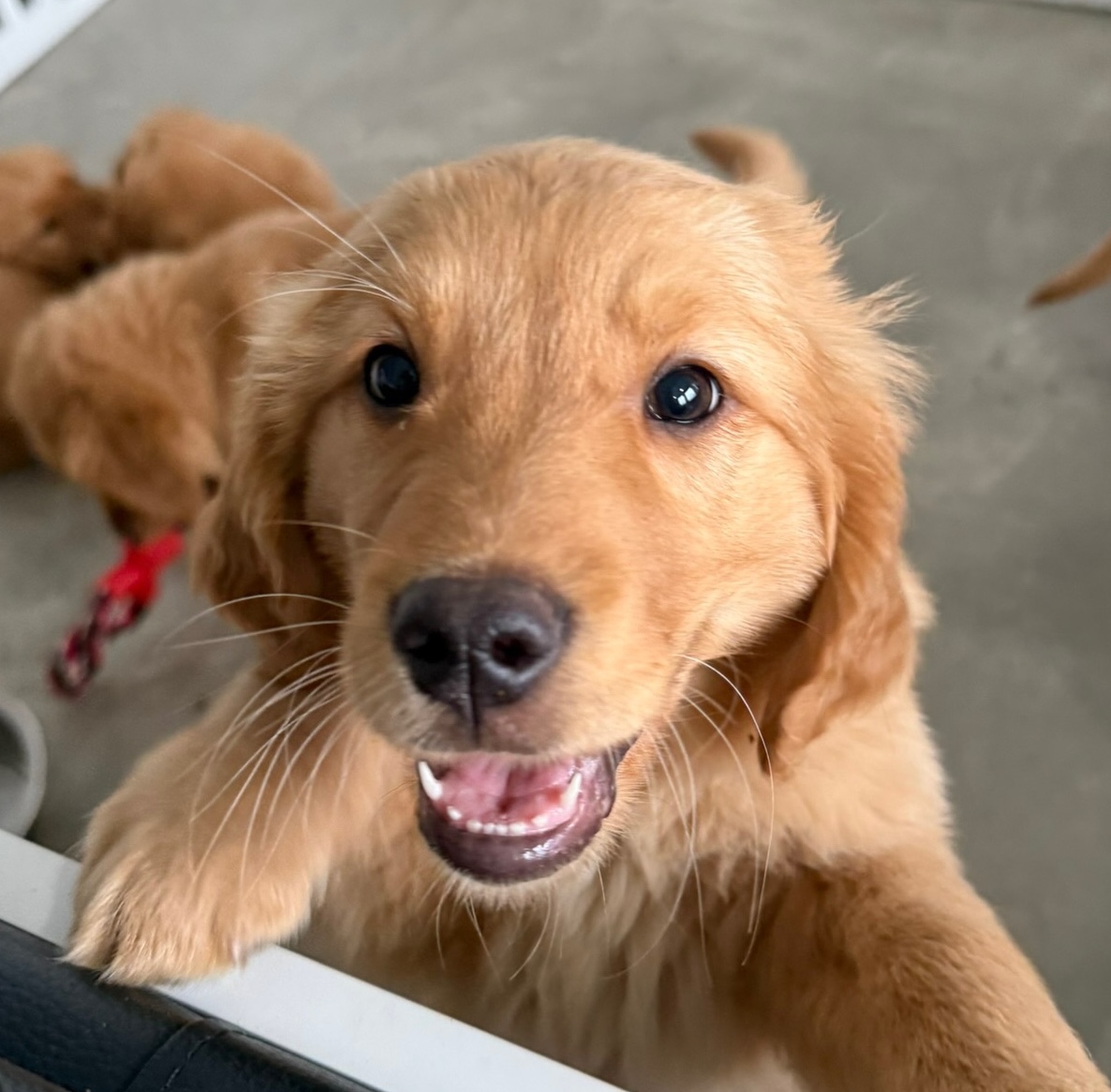 Milo, Golden Retriever puppy at a private puppy yoga session