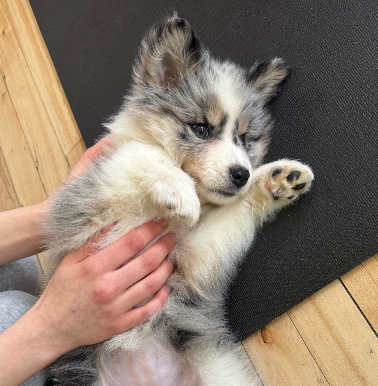 Nala, Pomsky puppy at a private puppy yoga session