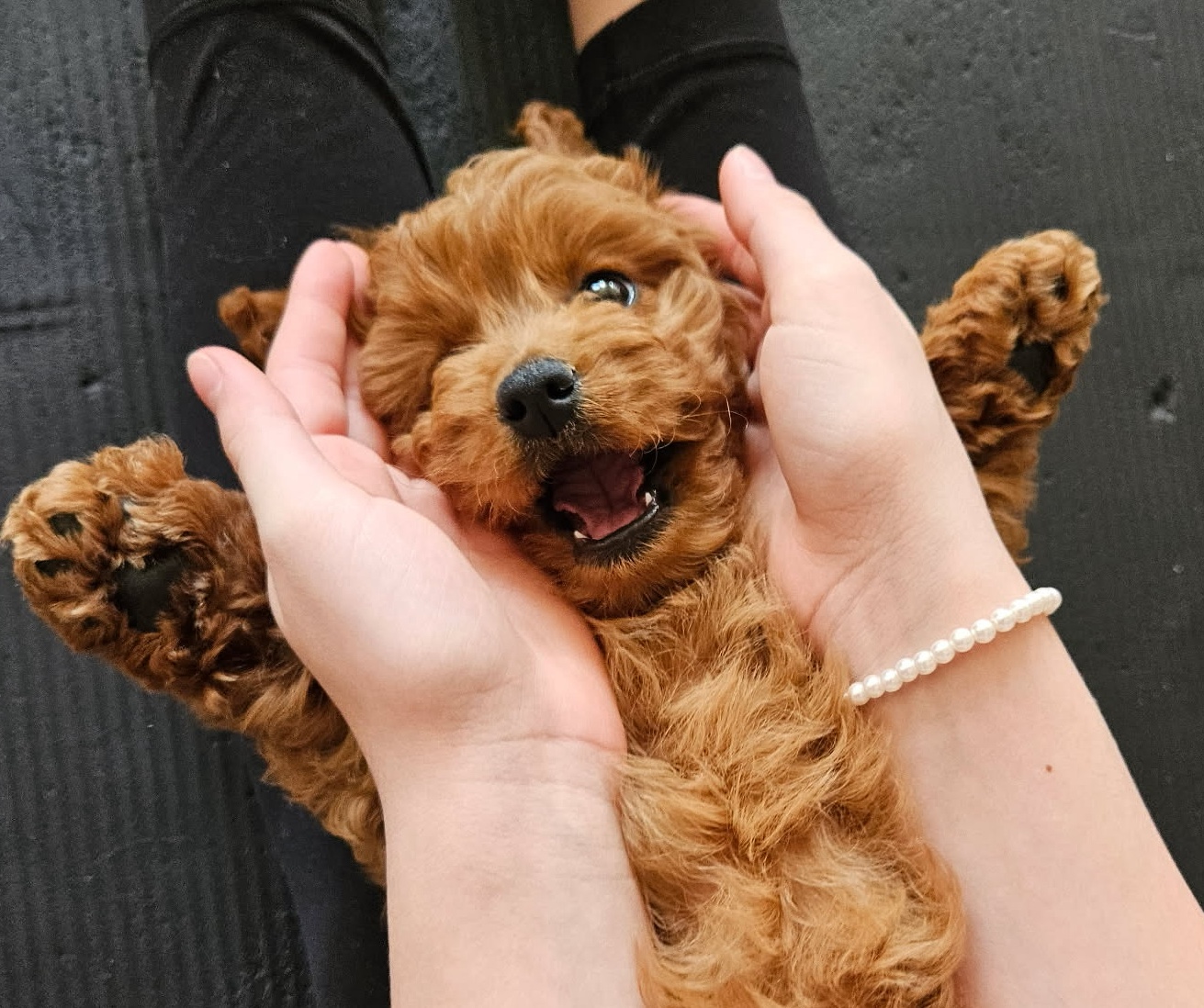 Luna, Cavapoo puppy at a private puppy yoga session